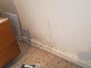  I came back from an overseas trip and this mould was in my bedroom. I had to throw out some clothes and possessions, including furniture, that had also grown mould. This was a very cold rental property that had lots of condensation on interior windows in winter.