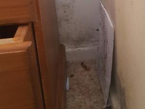 I came back from an overseas trip and this mould was in my bedroom. I had to throw out some clothes and possessions, including furniture, that had also grown mould. This was a very cold rental property that had lots of condensation on interior windows in winter.