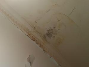 Ceiling leak with water damage and possibly mould. Leaks during rain and the layers of differently-aged damage imply it has been neglected for a long time. 