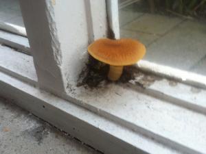 At some point in the past, this place had a pretty dodgy bay window extension and it leaked consistently. The windowsill was rotten in a few spots but apparently in this spot the conditions were perfect for a little mushroom to pop up. We got 3-4 mushrooms over the 2 years we were there. 