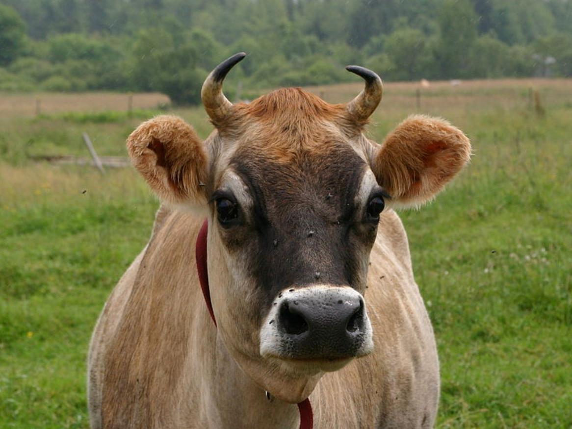 jersey cow