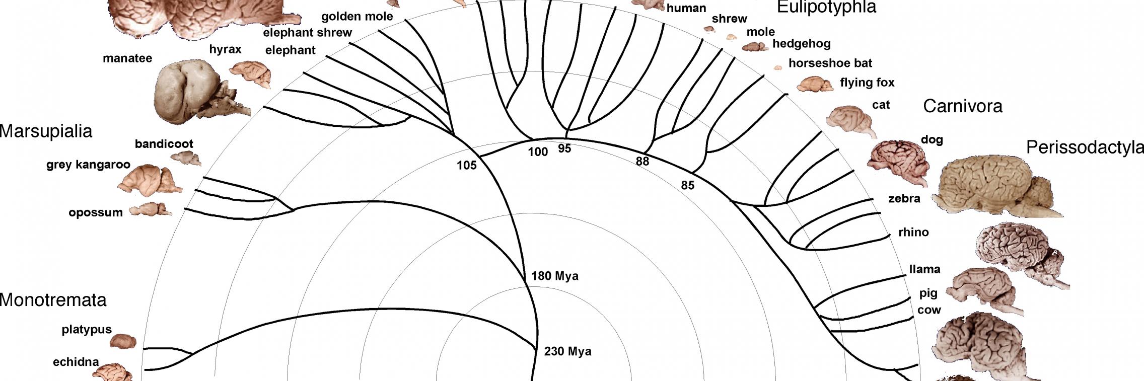 Phylogenetic tree: brains