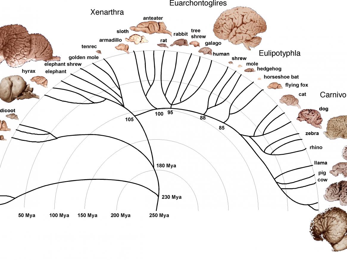 Phylogenetic tree: brains