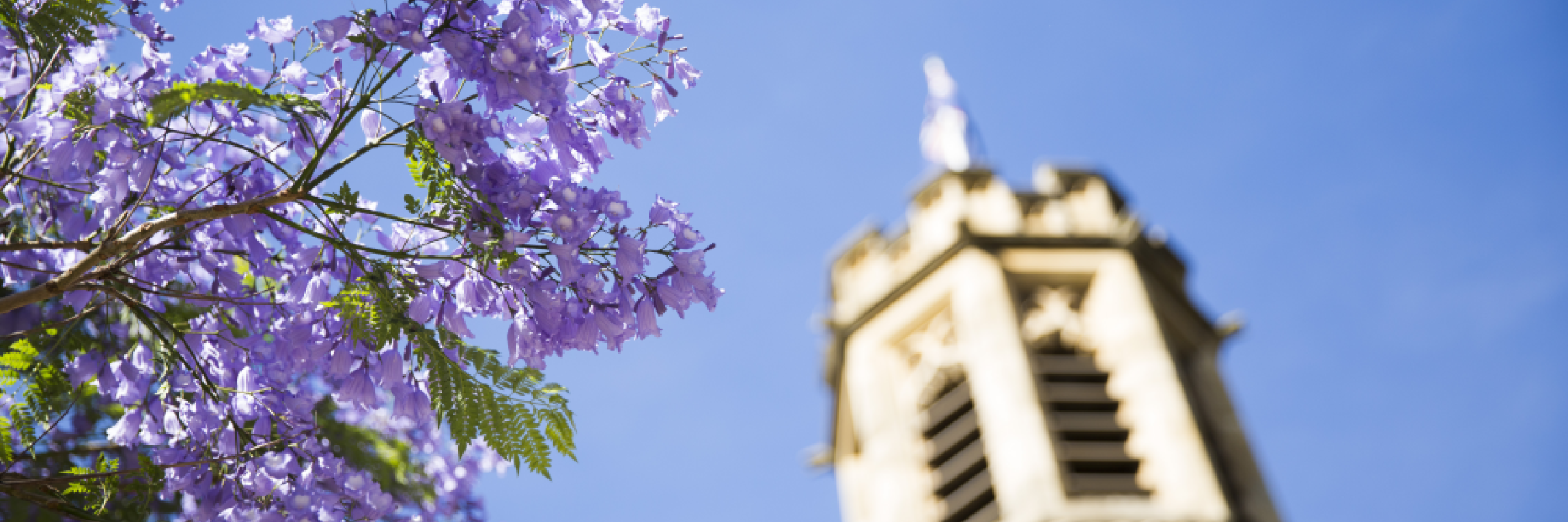 A campus building with a purple jacaranda tree nearby