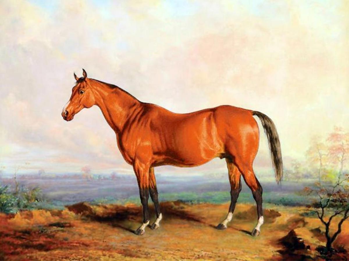 Horse