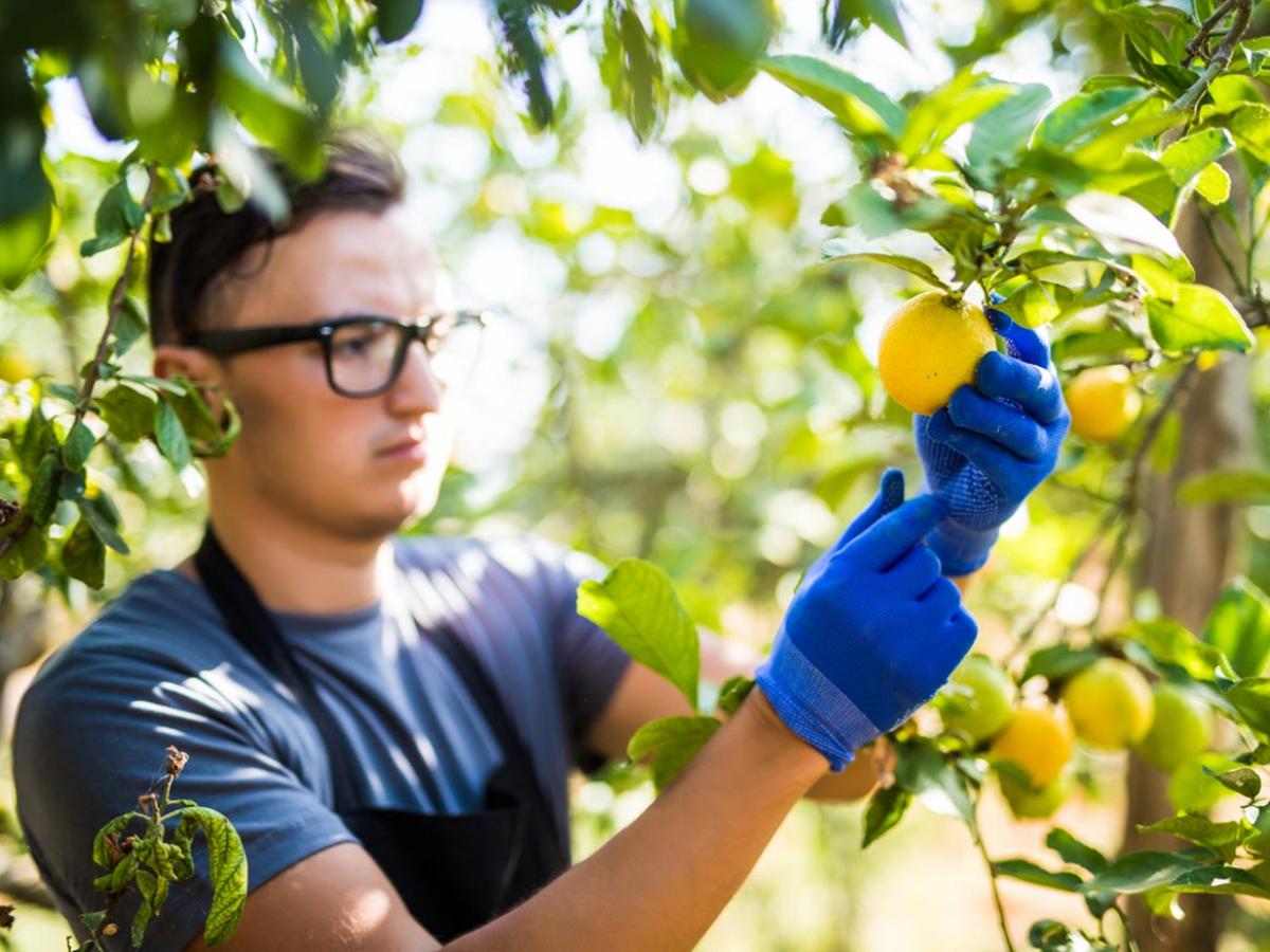 Picking Citrus