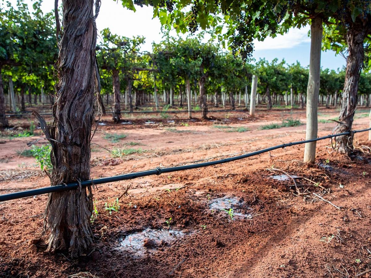 Vineyard