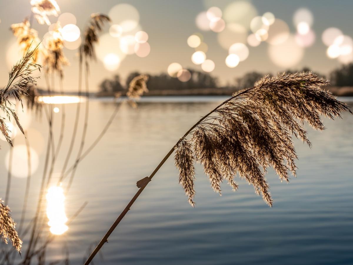 The sun shines on plants near a river