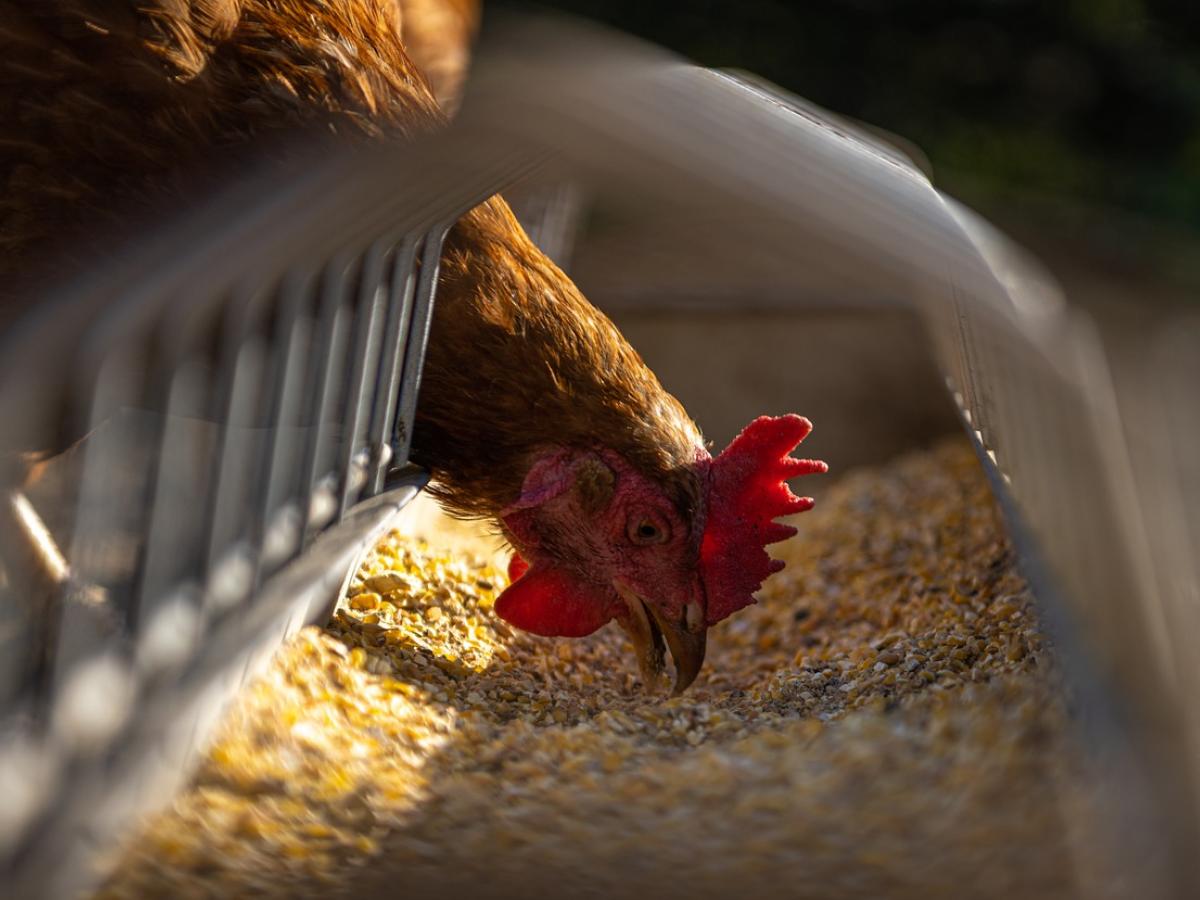 A chicken eats