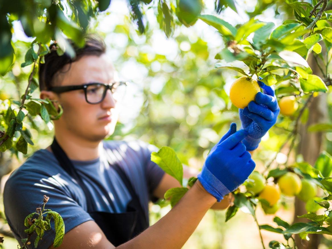 Picking Citrus