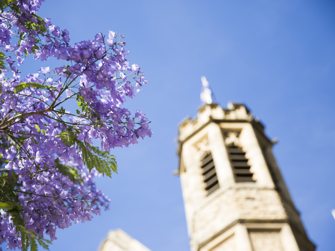A campus building with a purple jacaranda tree nearby