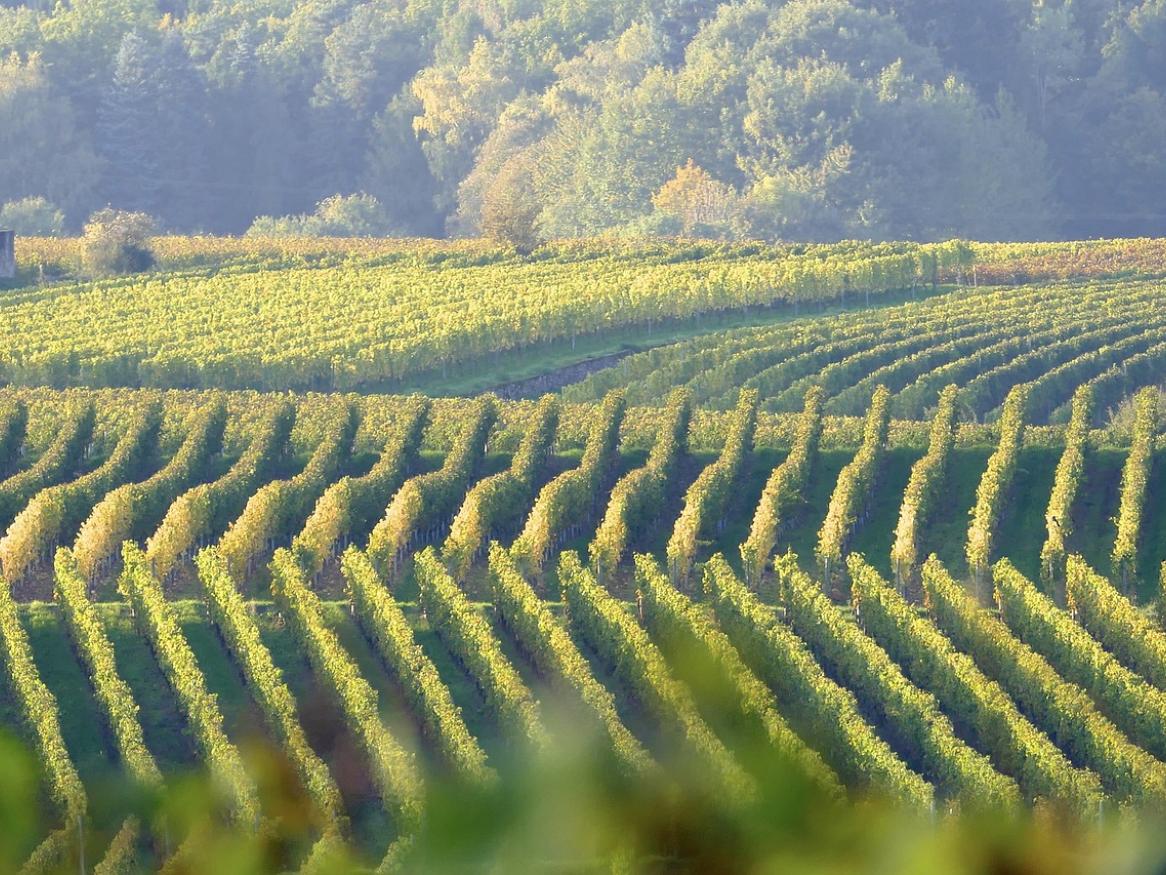 Rows of grapevines under the sun