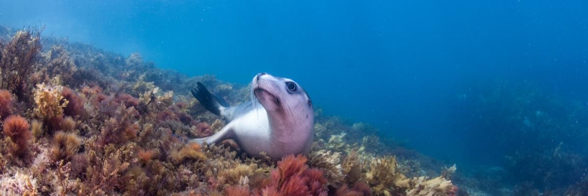 Australian sea lion - photography - Carl Charter