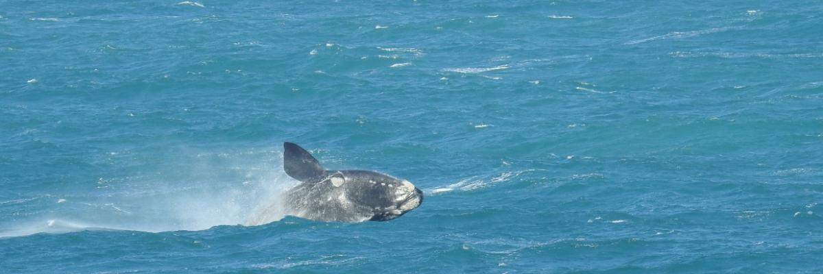 Southern right whale - Darryl Cowan