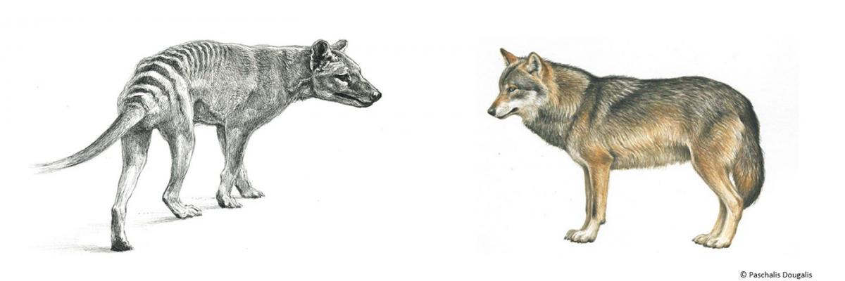 Tasmanian Tiger meets Hokkaido Wolf