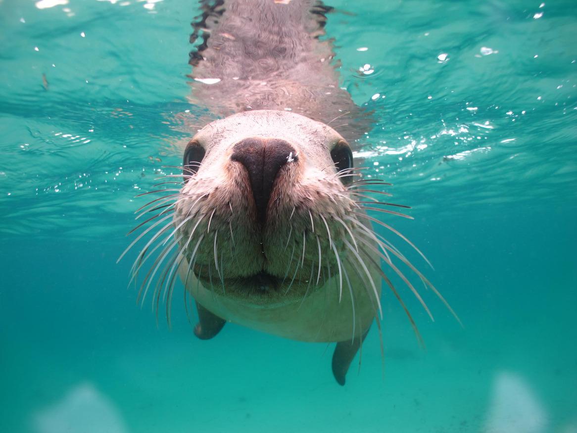 Sea Lion