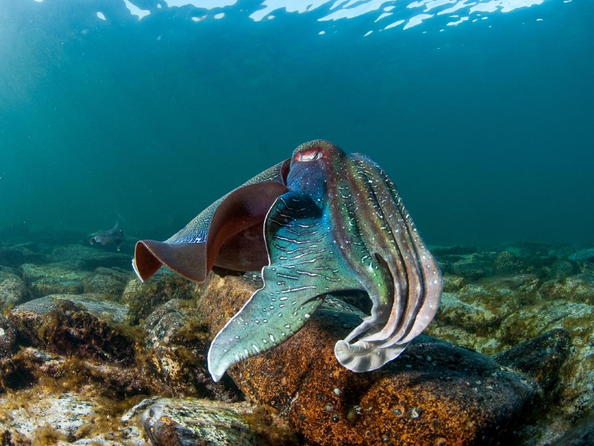 Cuttlefish image - photo credit - Carl Charter
