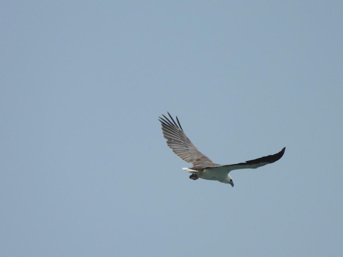 White-bellied sea eagle - Darryl Cowan
