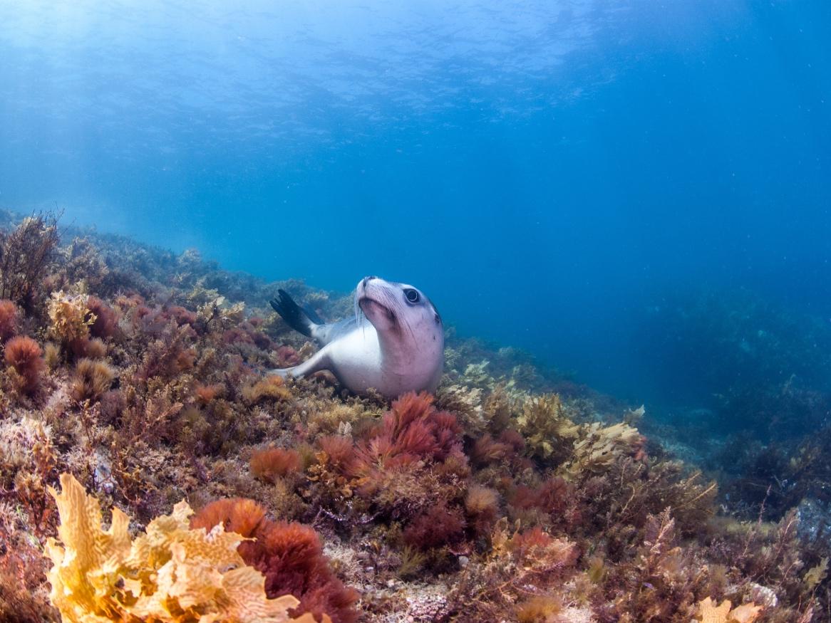 Australian sea lion - photography - Carl Charter