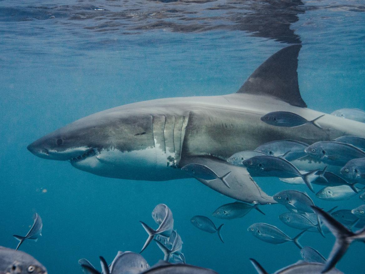 White shark - photography - Adventure Bay