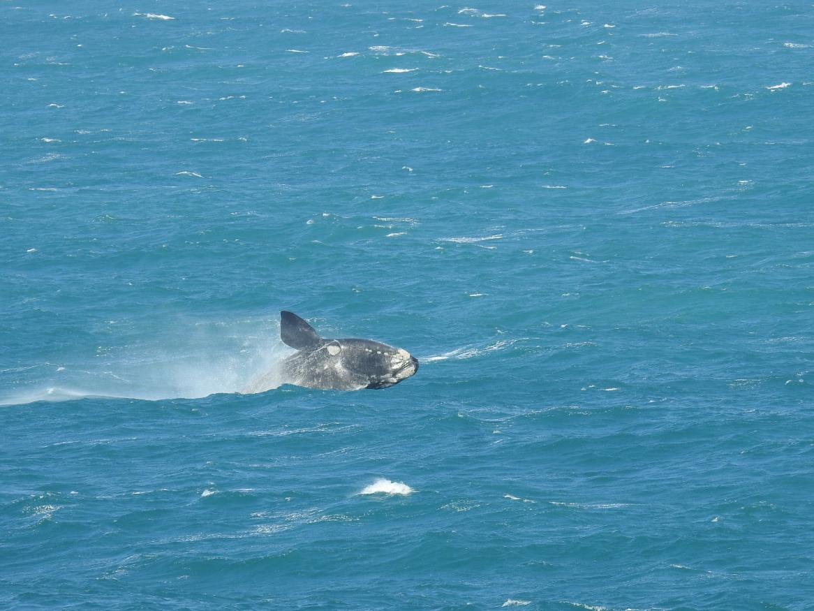 Southern right whale - Darryl Cowan