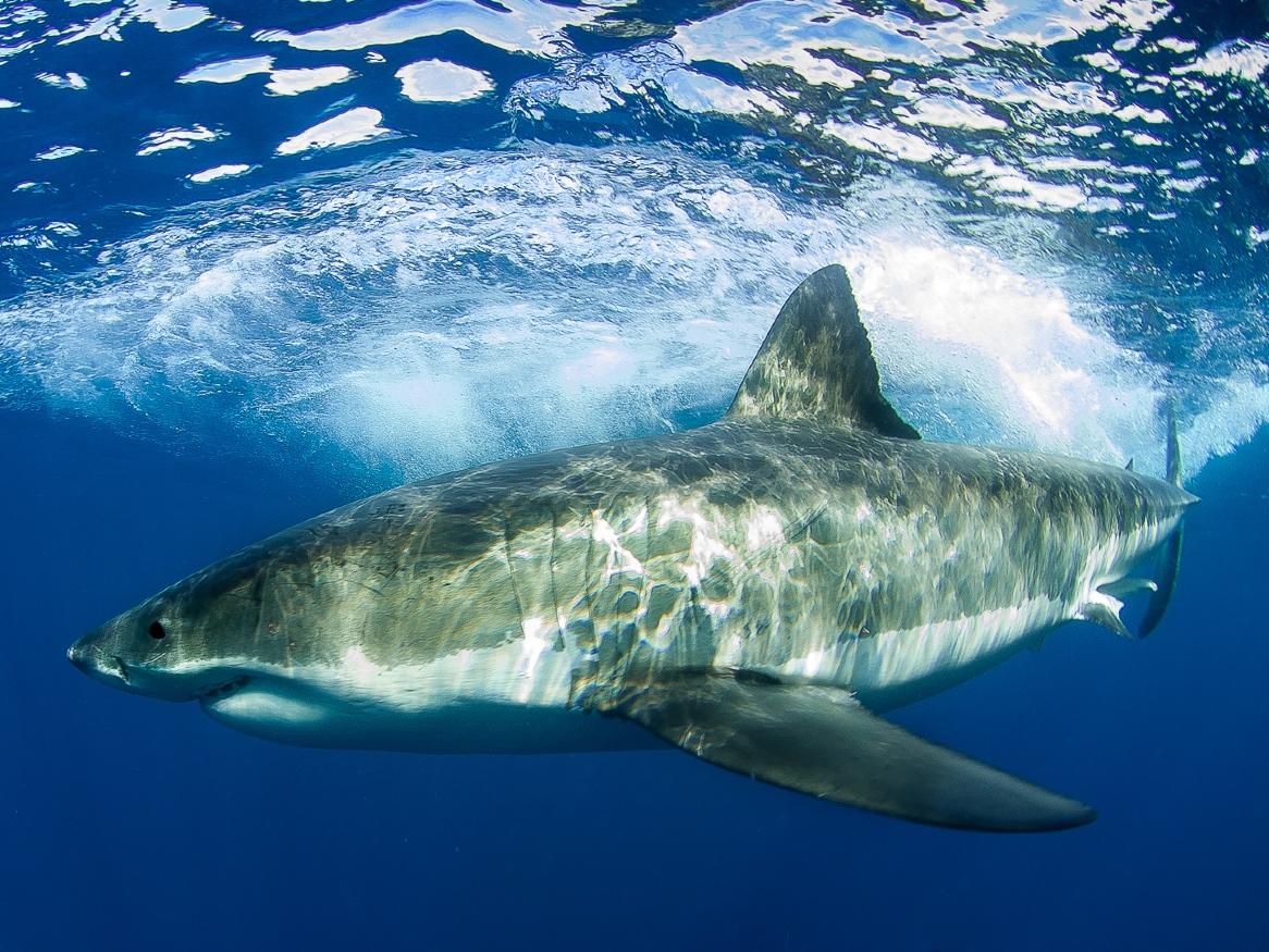 Great White Shark 